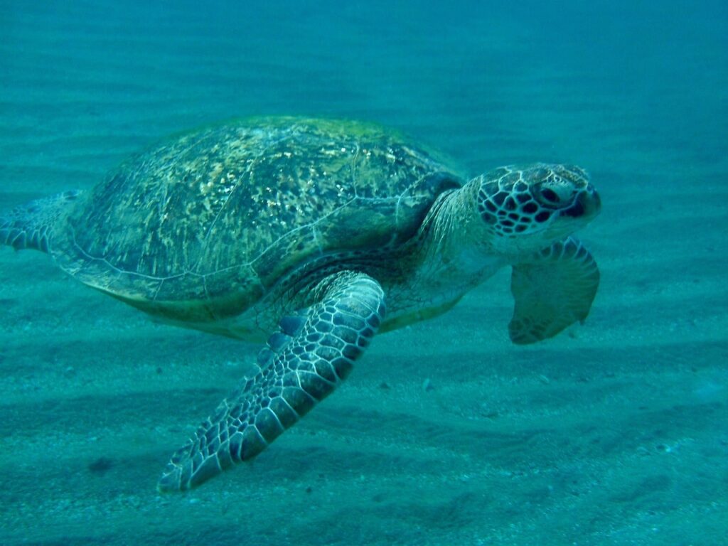 Top 10 Hidden Beaches in Egypt You Probably Haven’t Heard Of