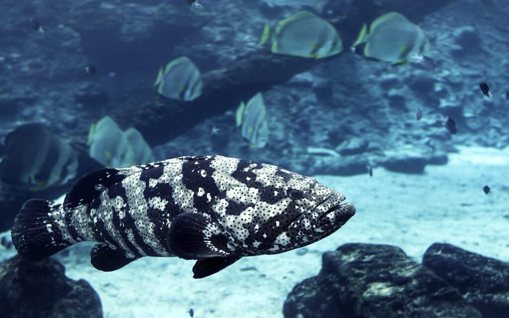 Australia — Diving the Great Barrier Reef