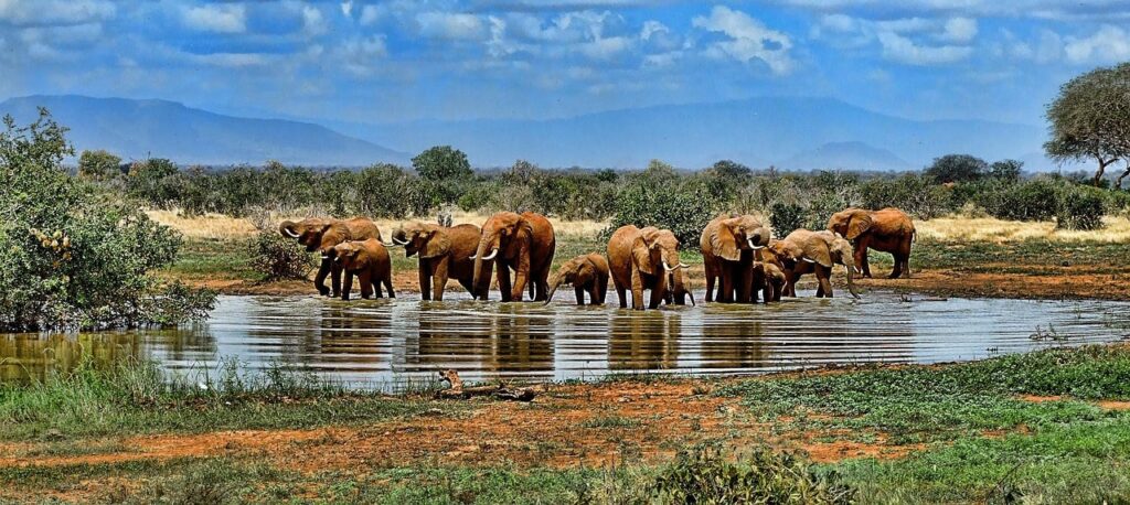South Africa — Safari in the wild