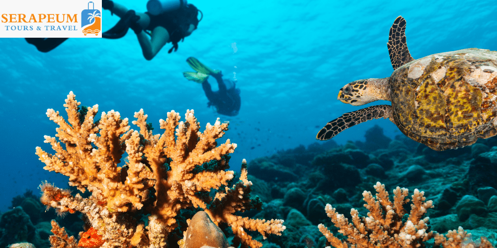 Sharm El Sheikh Travel Guide: Diving, Beaches & Resorts Diver exploring coral reef in Sharm El Sheikh