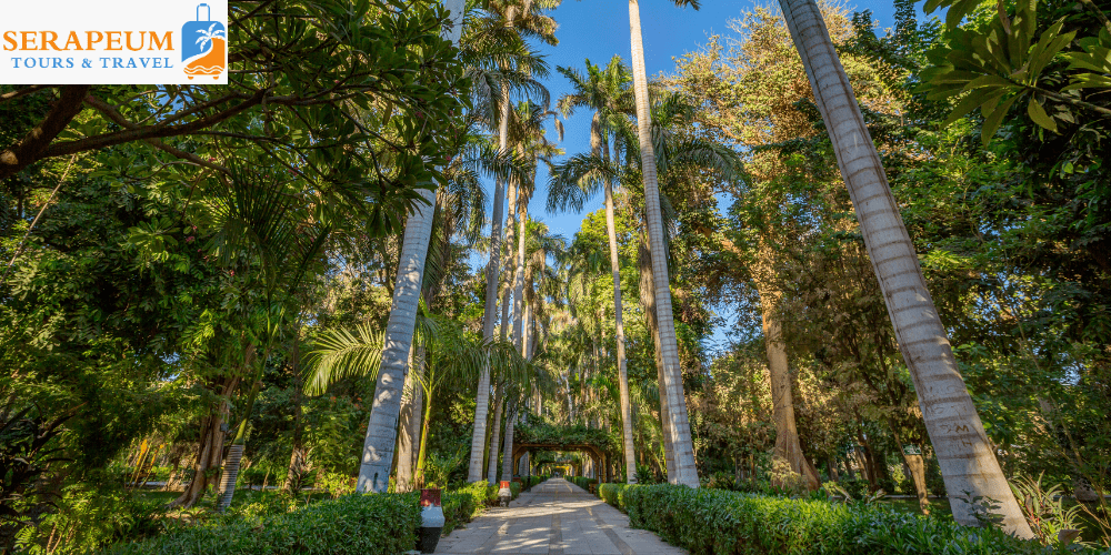 Aswan Travel Guide: Best Things to Do, Nile Cruises & Local Tips Aswan Botanical Garden on Kitchener’s Island